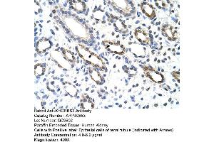 Rabbit Anti-KHDRBS3 Antibody  Paraffin Embedded Tissue: Human Kidney Cellular Data: Epithelial cells of renal tubule Antibody Concentration: 4. (KHDRBS3 antibody  (C-Term))