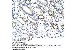 Rabbit Anti-KHDRBS3 Antibody  Paraffin Embedded Tissue: Human Kidney Cellular Data: Epithelial cells of renal tubule Antibody Concentration: 4. (KHDRBS3 antibody  (C-Term))