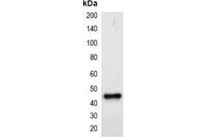 Western blot analysis of over-expressed mCherry-tagged protein in 293T cell lysate. (mCherry antibody)