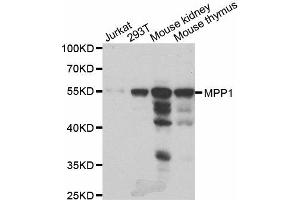 Western Blotting (WB) image for anti-Membrane Protein, Palmitoylated 1, 55kDa (MPP1) antibody (ABIN1980314) (MPP1 antibody)
