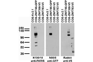 Transfected cell immunoblot: extracts of COS cells transiently transfected with GFP-tagged ZNF746, V5-tagged ZNF398, V5-tagged ZNF783 or untagged Kv2.
