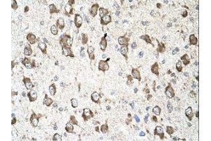 SLC26A8 antibody  (AA 901-950)