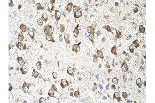 SLC26A8 antibody  (AA 901-950)