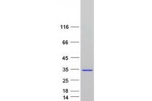 Validation with Western Blot (SPATA24 Protein (Myc-DYKDDDDK Tag))