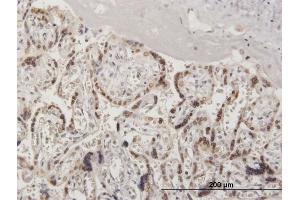 Immunoperoxidase of purified MaxPab antibody to RANGAP1 on formalin-fixed paraffin-embedded human placenta. (RANGAP1 antibody  (AA 1-587))