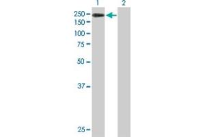 Western Blot analysis of KDM4B expression in transfected 293T cell line by KDM4B MaxPab polyclonal antibody. (KDM4B antibody  (AA 1-1096))