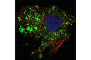 Immunofluorescence staining of HeLa cells using BCL10 monoclonal antibody, clone 4F8 (Green). (BCL10 antibody)