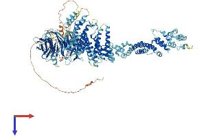 NUP133 Protein (AA 1-1155) (His tag)