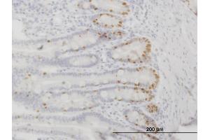 Immunoperoxidase of monoclonal antibody to FOXA2 on formalin-fixed paraffin-embedded human small Intestine. (FOXA2 antibody  (AA 363-457))