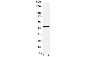 Western blot testing of AVPR1A antibody and Lane 1:  rat liver;  2: (r) kidney lysate. (AVPR1A antibody  (Middle Region))