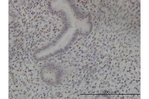 Immunostaining (ISt) image for anti-NIMA (Never In Mitosis Gene A)-Related Kinase 11 (NEK11) (AA 1-482) antibody (ABIN566395)