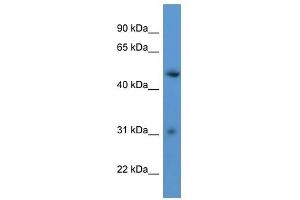 Western Blot showing ROPN1L antibody used at a concentration of 1-2 ug/ml to detect its target protein. (ROPN1L antibody  (C-Term))