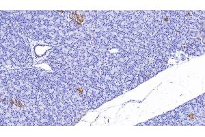 Detection of CP in Human Pancreas Tissue using Polyclonal Antibody to C-Peptide (CP) (C-Peptide antibody)