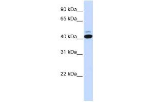 WB Suggested Anti-SMYD5 Antibody Titration:  0. (SMYD5 antibody  (C-Term))