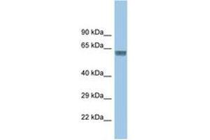 Image no. 1 for anti-Glycine Receptor, alpha 3 (GLRa3) (AA 131-180) antibody (ABIN6747717) (GLRA3 antibody  (AA 131-180))