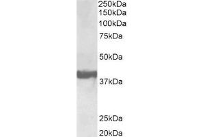 Biotinylated ABIN5539854-B (0. (SH3G2 antibody  (Internal Region) (Biotin))