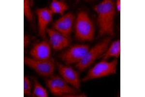 Immunofluorescence (IF) image for anti-Ornithine Aminotransferase (OAT) (AA 33-439) antibody (ABIN487352) (OAT antibody  (AA 33-439))