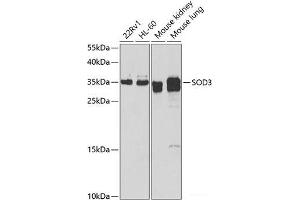 Western blot analysis of extracts of various cell lines using SOD3 Polyclonal Antibody at dilution of 1:1000. (SOD3 antibody)