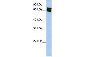 WB Suggested Anti-B4GALNT1 Antibody Titration:  0. (B4GALNT1 antibody  (N-Term))