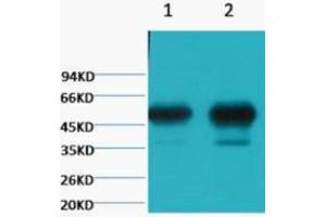 Western Blotting (WB) image for anti-Tubulin, beta 2A (TUBB2A) antibody (ABIN3178704) (TUBB2A antibody)