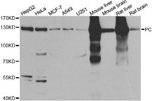 Western Blotting (WB) image for anti-PC antibody (ABIN1980317) (PC antibody)
