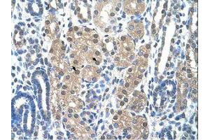 Image no. 1 for anti-Granzyme H (Cathepsin G-Like 2, Protein H-CCPX) (GZMH) (N-Term) antibody (ABIN203444) (GZMH antibody  (N-Term))