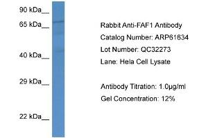 Western Blotting (WB) image for anti-Fas (TNFRSF6) Associated Factor 1 (FAF1) (Middle Region) antibody (ABIN786458) (FAF1 antibody  (Middle Region))
