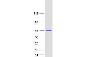 Chromosome X Open Reading Frame 38 (CXORF38) protein (Myc-DYKDDDDK Tag)