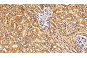 Detection of IFNa2 in Rat Kidney Tissue using Polyclonal Antibody to Interferon Alpha 2 (IFNa2)