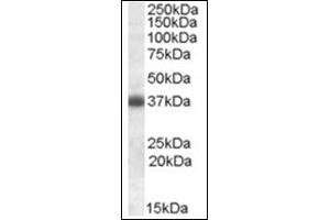Image no. 1 for anti-Clusterin (CLU) (C-Term) antibody (ABIN375042)