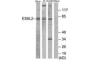 Western blot analysis of extracts from HeLa/Jurkat/HuvEc cells, using ES8L2 Antibody. (EPS8-Like 2 antibody  (AA 1-50))