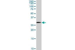 SOX15 monoclonal antibody (M02), clone 2C1. (SOX15 antibody  (AA 1-233))