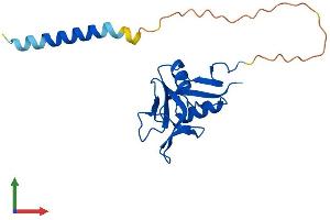 AlphaFold protein structure predicition of Human Recombinant CLEC5A Protein, UniprotID Q9NY25