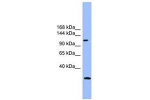 Image no. 1 for anti-KIAA0226 (KIAA0226) (AA 311-360) antibody (ABIN6745353) (Rubicon antibody  (AA 311-360))