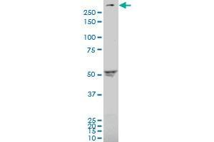 ABCA4 antibody  (AA 2174-2273)