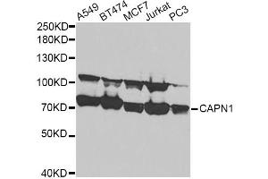 Western blot analysis of extracts of various cell lines, using CAPN1 antibody (ABIN5970518) at 1/1000 dilution. (CAPNL1 antibody)