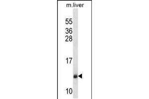 Western blot analysis in mouse liver tissue lysates (35ug/lane). (SEC61B antibody  (AA 42-70))