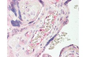 Anti-TEM7 antibody IHC of human placenta. (PLXDC1 antibody  (AA 74-123))