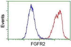 Flow cytometric Analysis of Hela cells, using anti-FGFR2 antibody (ABIN2454521), (Red), compared to a nonspecific negative control antibody, (Blue). (FGFR2 antibody)