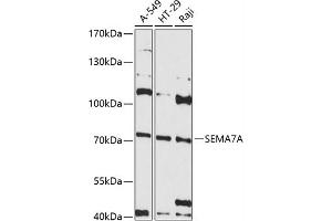 Western blot analysis of extracts of various cell lines, using SEMA antibody (ABIN6132244, ABIN6147525, ABIN6147526 and ABIN6215605) at 1:3000 dilution. (SEMA7A antibody  (AA 45-280))