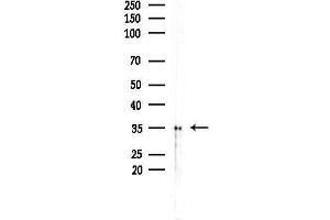 anti-HERPUD Family Member 2 (HERPUD2) (N-Term) antibody