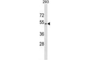 WWTR1 Antibody (C-term) western blot analysis in 293 cell line lysates (35 µg/lane). (WWTR1 antibody  (C-Term))