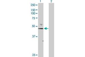 Western Blot analysis of FOXJ1 expression in transfected 293T cell line by FOXJ1 MaxPab polyclonal antibody. (FOXJ1 antibody  (AA 1-421))