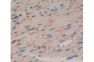 Used in DAB staining on fromalin fixed paraffin- embedded Kidney tissue (CDH15 antibody  (AA 61-260))