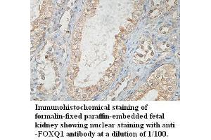 Image no. 1 for anti-Forkhead Box Q1 (FOXQ1) antibody (ABIN791229) (FOXQ1 antibody)