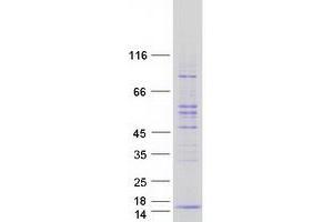 Polymerase (RNA) II (DNA Directed) Polypeptide L, 7.6kDa (POLR2L) protein (Myc-DYKDDDDK Tag)