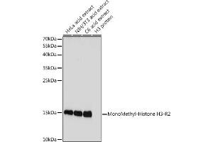 Western blot analysis of extracts of various cell lines, using MonoMethyl-Histone H3-R2 antibody (ABIN3017476, ABIN3017477, ABIN3017478 and ABIN6220105) at 1:1000 dilution. (Histone 3 antibody  (H3R2me))