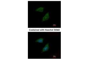 ICC/IF Image Immunofluorescence analysis of methanol-fixed HeLa, using Protease Inhibitor 15, antibody at 1:500 dilution. (PI15 antibody  (C-Term))