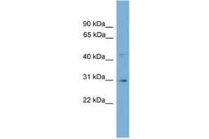 Image no. 1 for anti-Gap Junction Protein, gamma 3, 30.2kDa (GJc3) (AA 41-90) antibody (ABIN6746205) (GJC3 antibody  (AA 41-90))