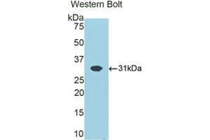 Western blot analysis of the recombinant protein. (ATP1B1 antibody  (AA 53-304))